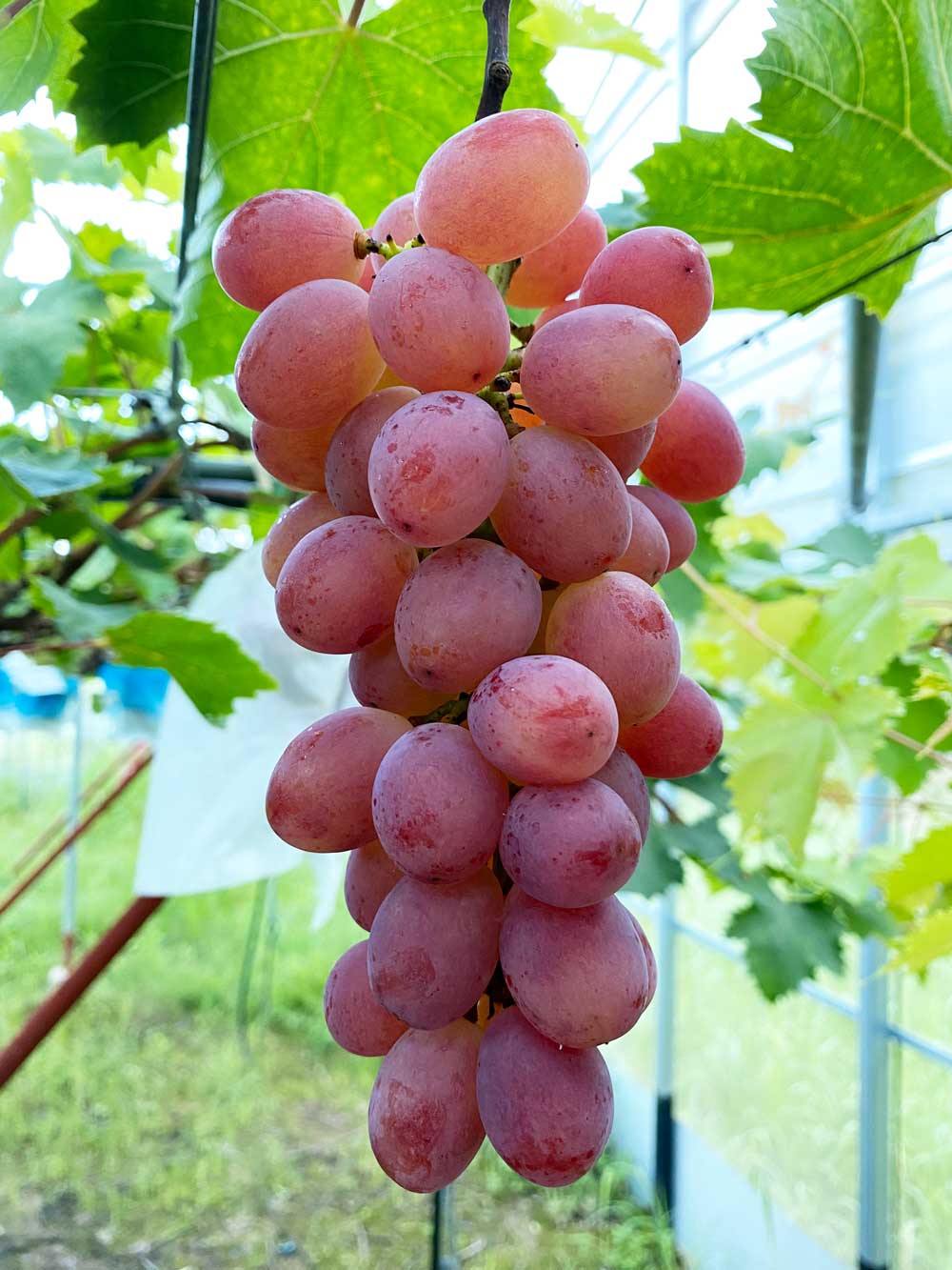 その他複数品種あり