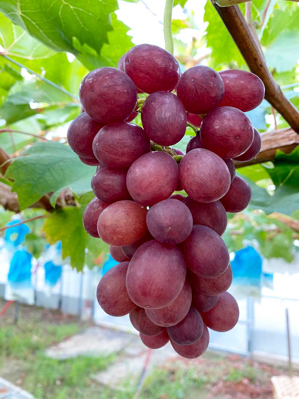 クイーンセブン