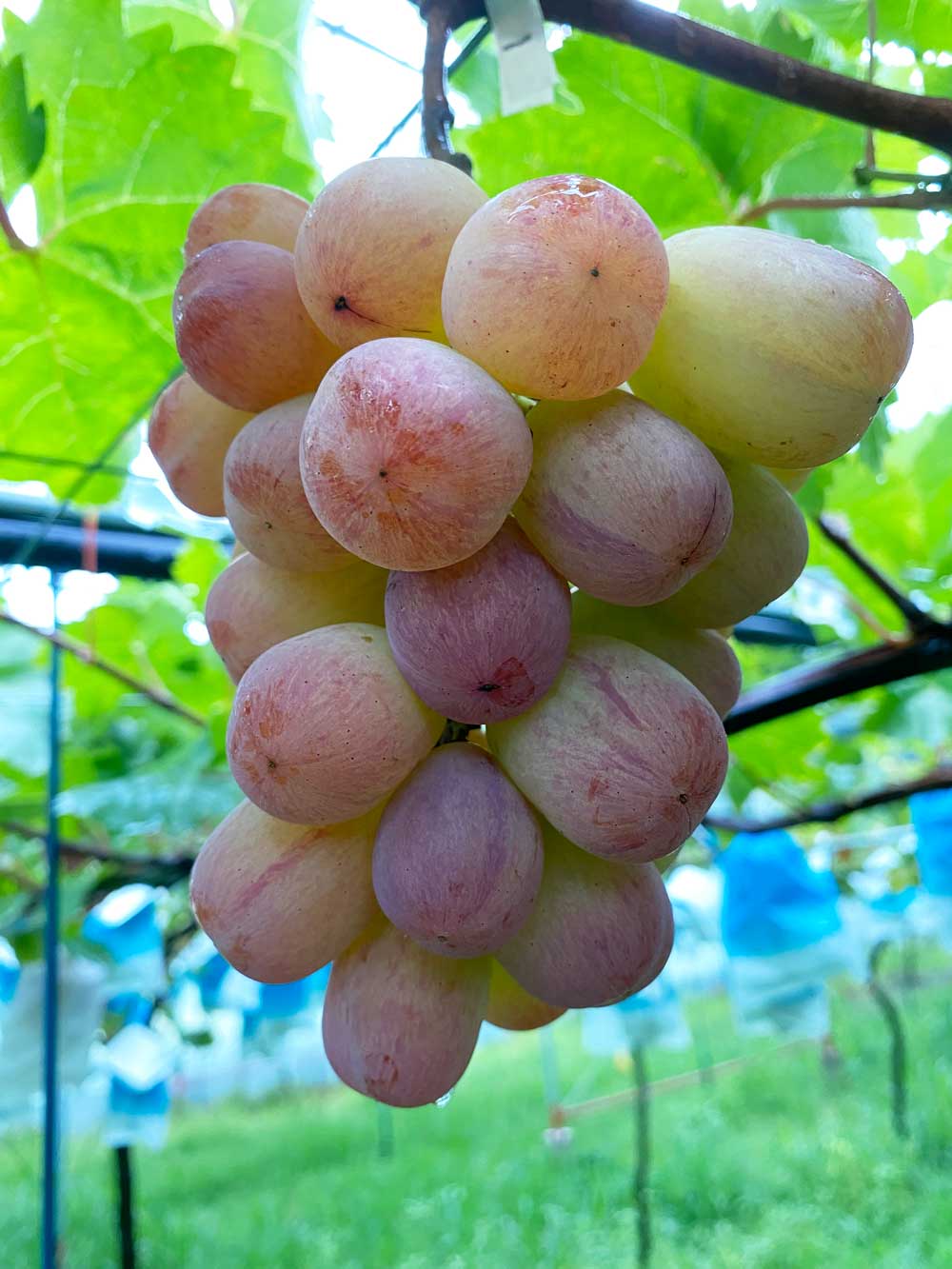 バイオレットキング