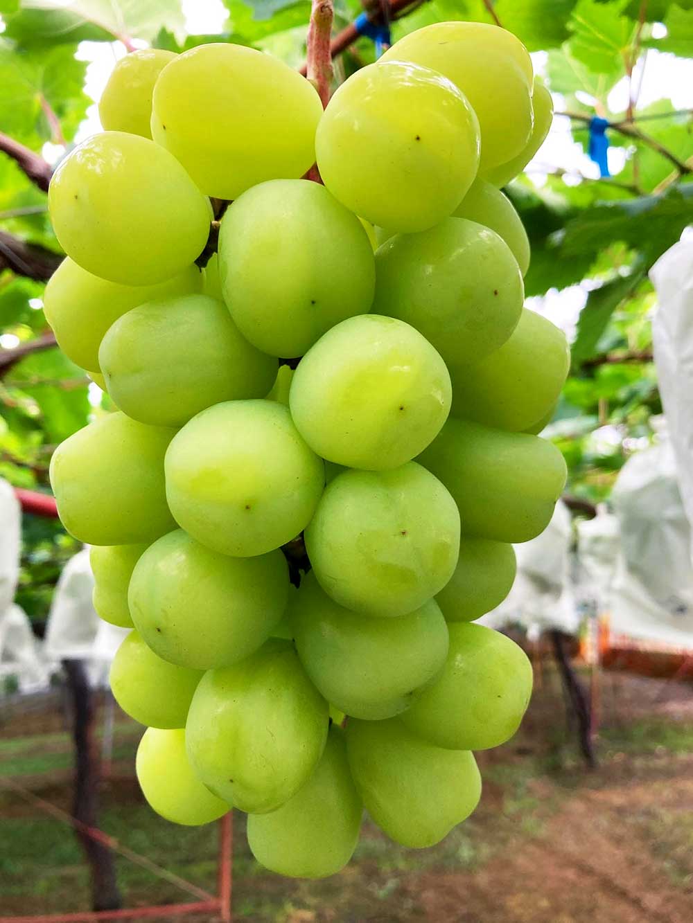 マスカサーティーン