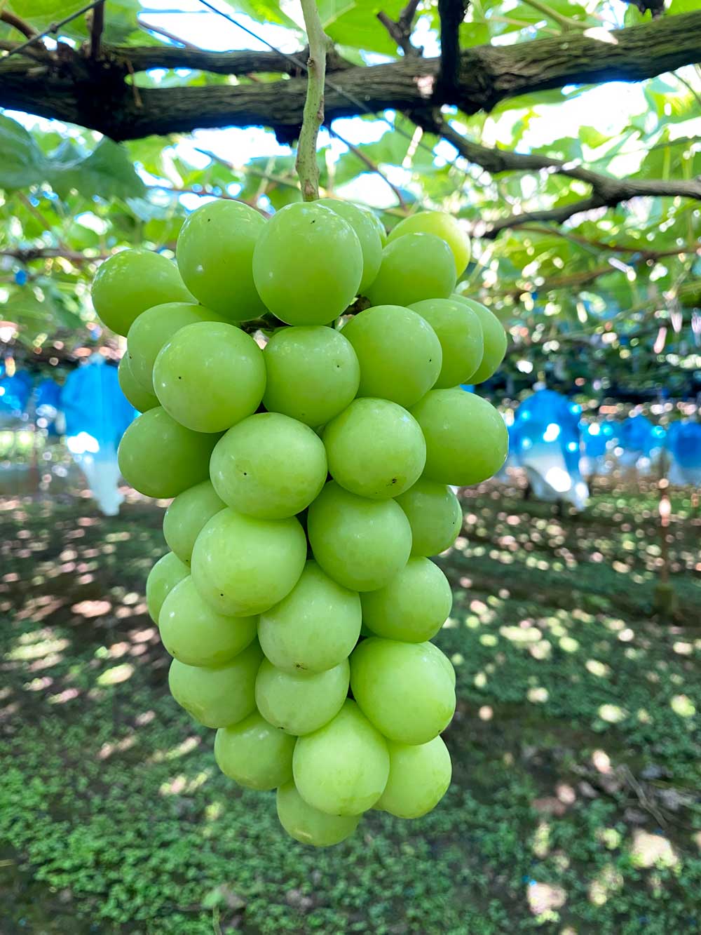 シャインマスカット